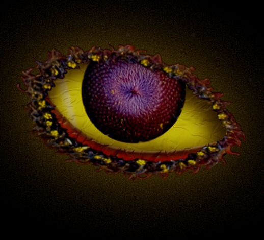 eye of the flower